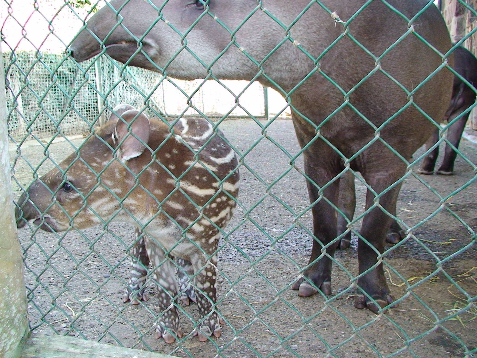 Baby tapir
