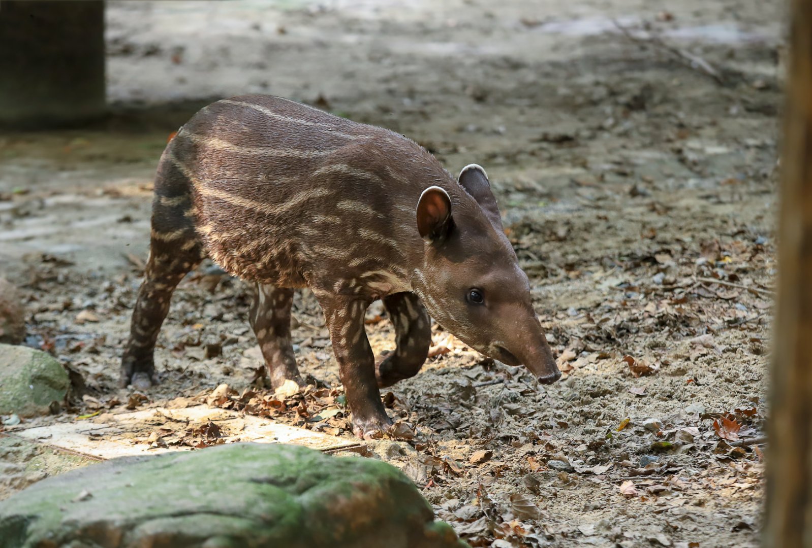 Baby Tapir