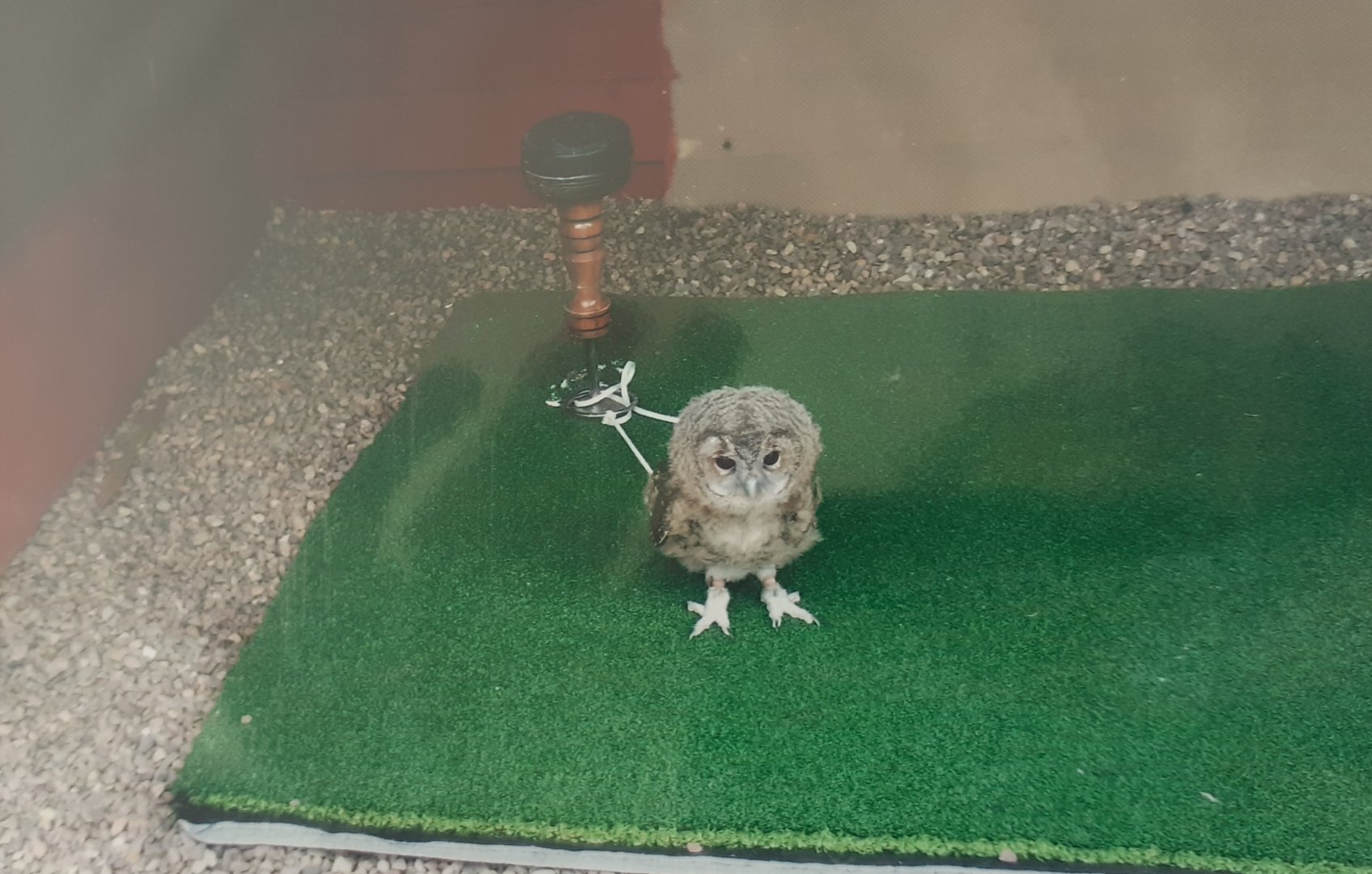 Baby tawny owl