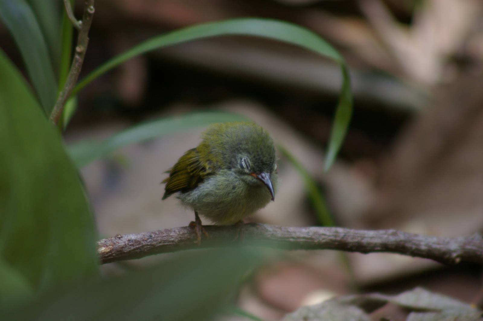 baby Temmincks sunbird (Aethopyga temminckii)