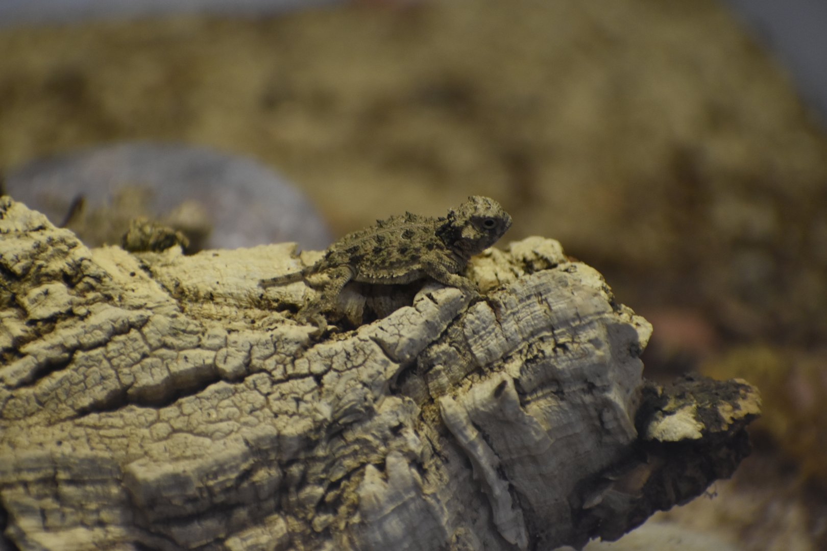 Baby Texas Horned Lizard