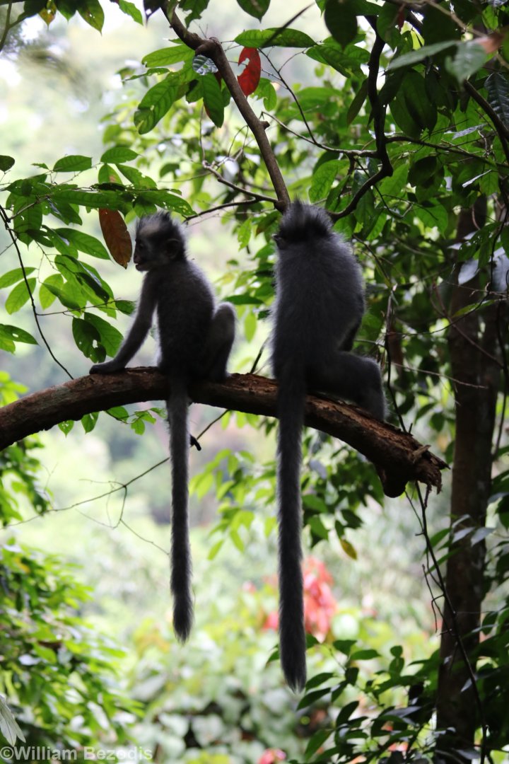 Baby Thomas' Langurs