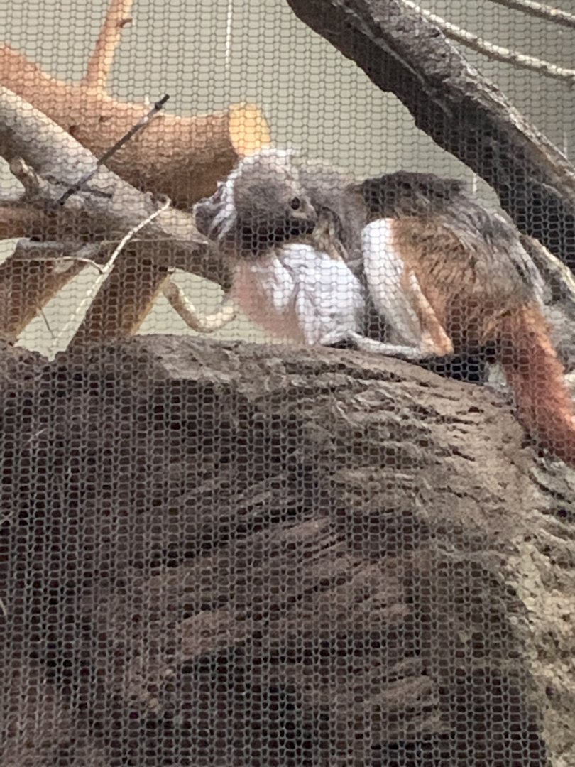 Baby titi riding on Cotton top tamarin