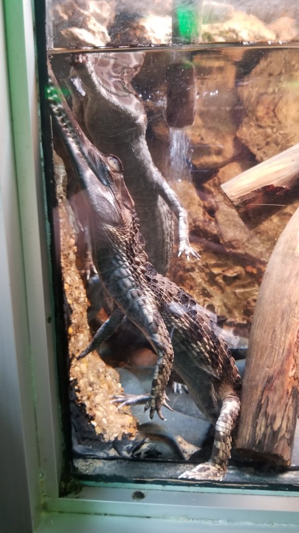 Baby Tomistomas / false gharials