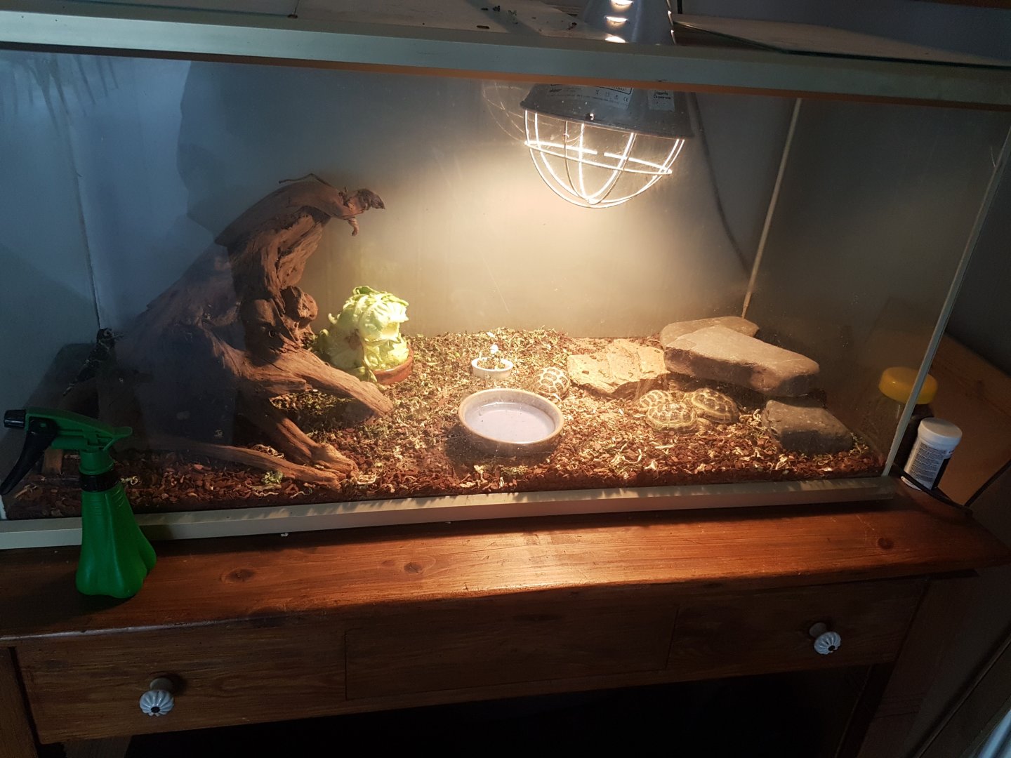 Baby-tortoise enclosure