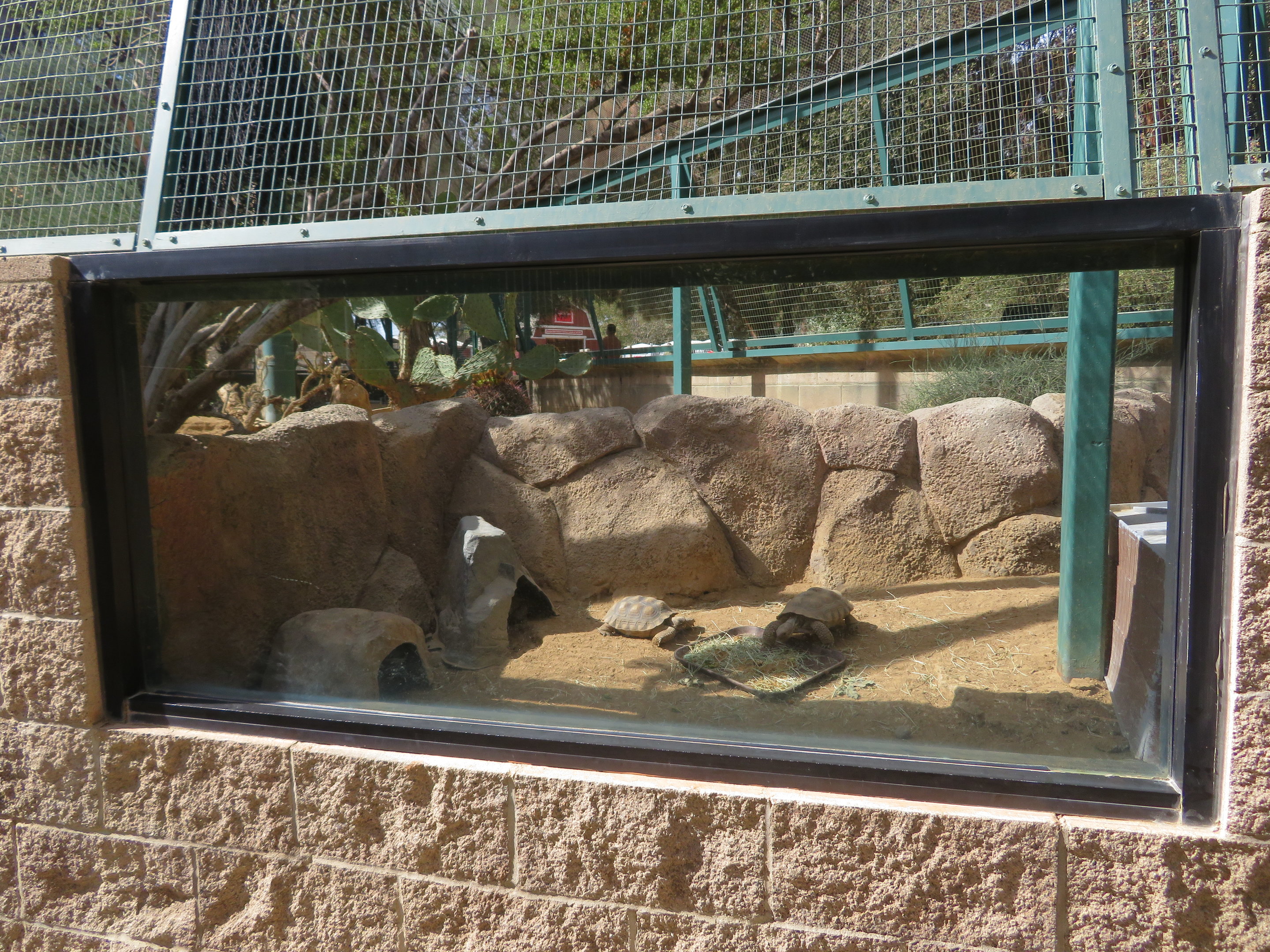 Baby Tortoise Play Area