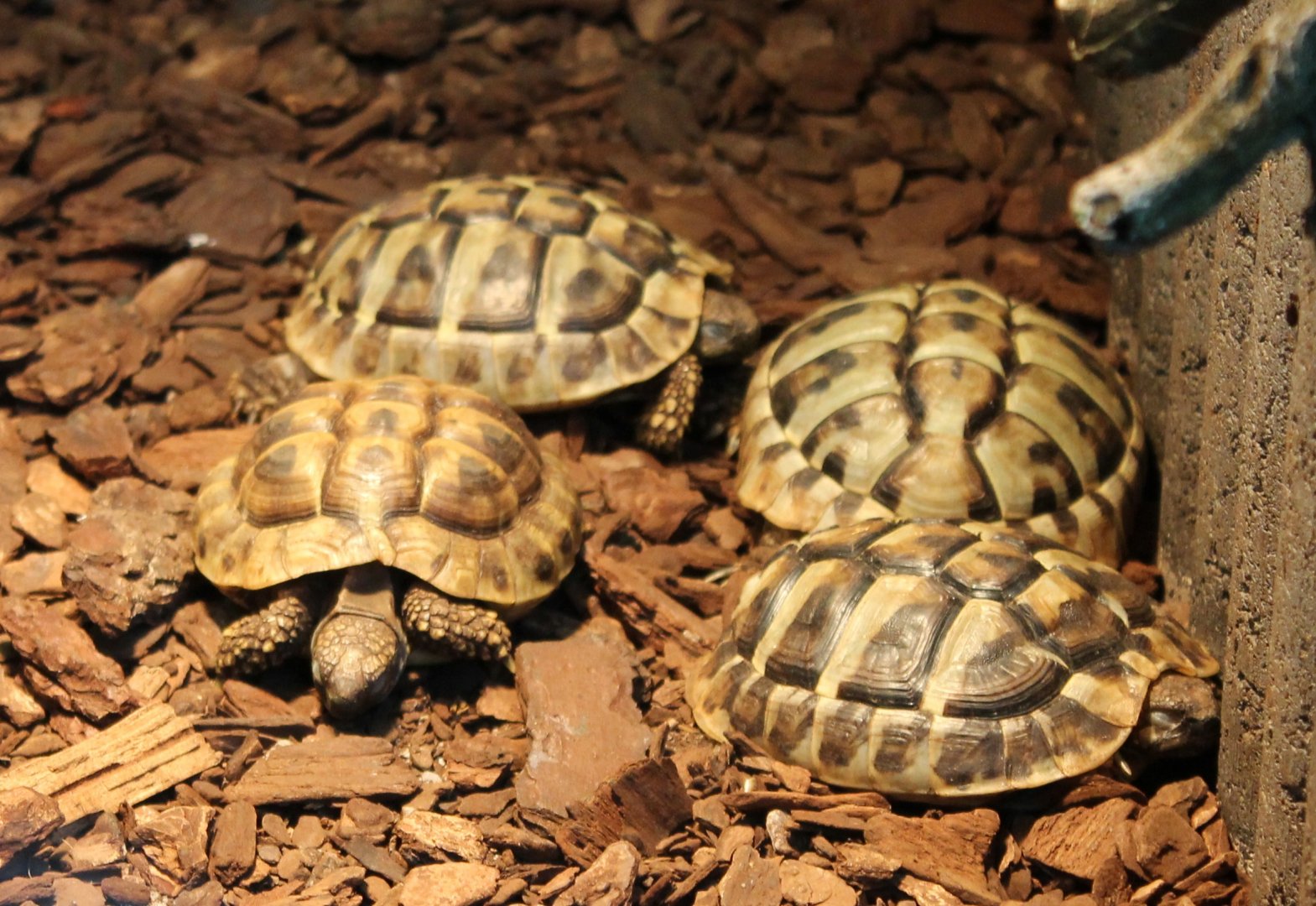Baby Tortoises