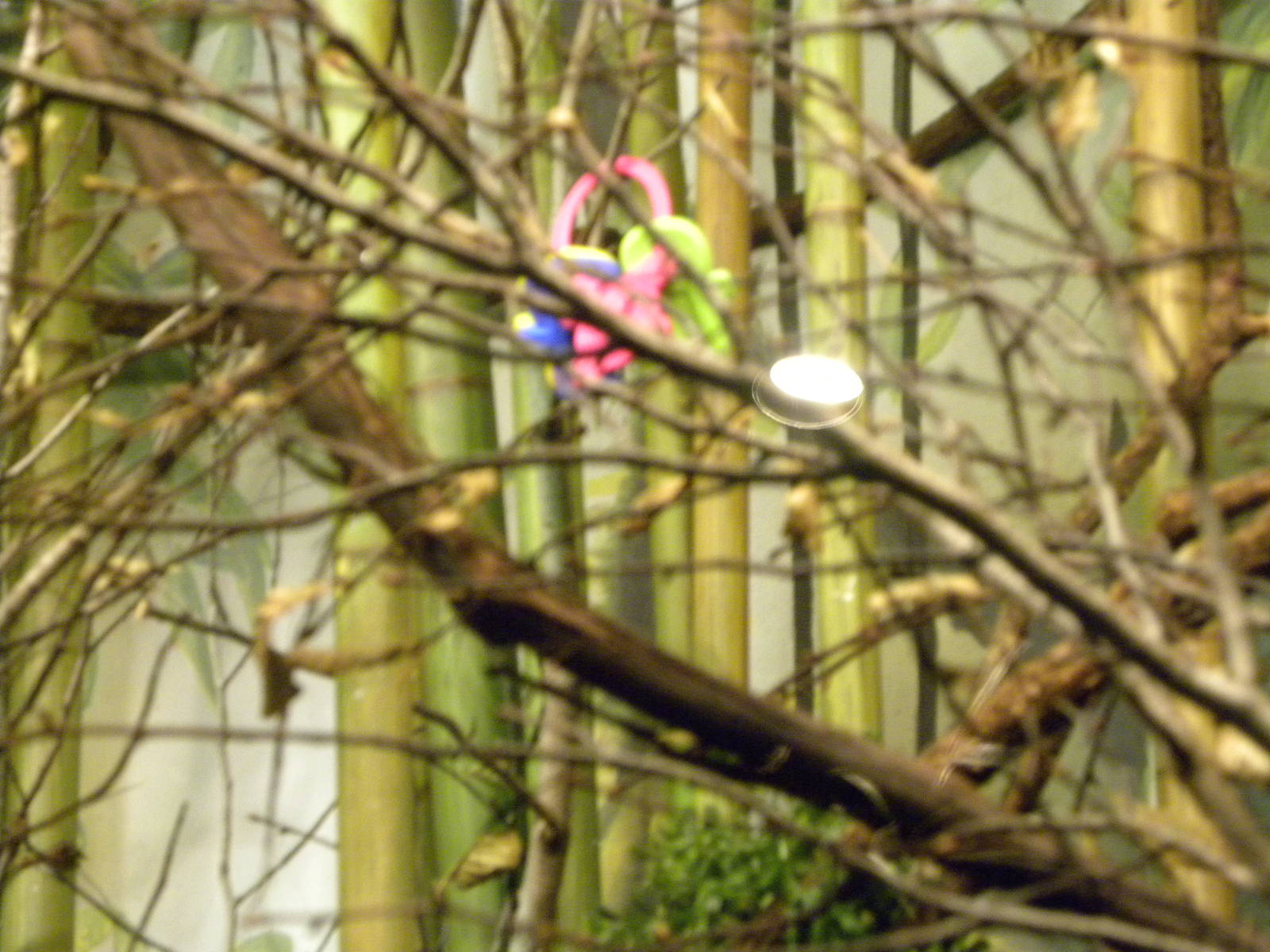 baby toy in monkey exhibit