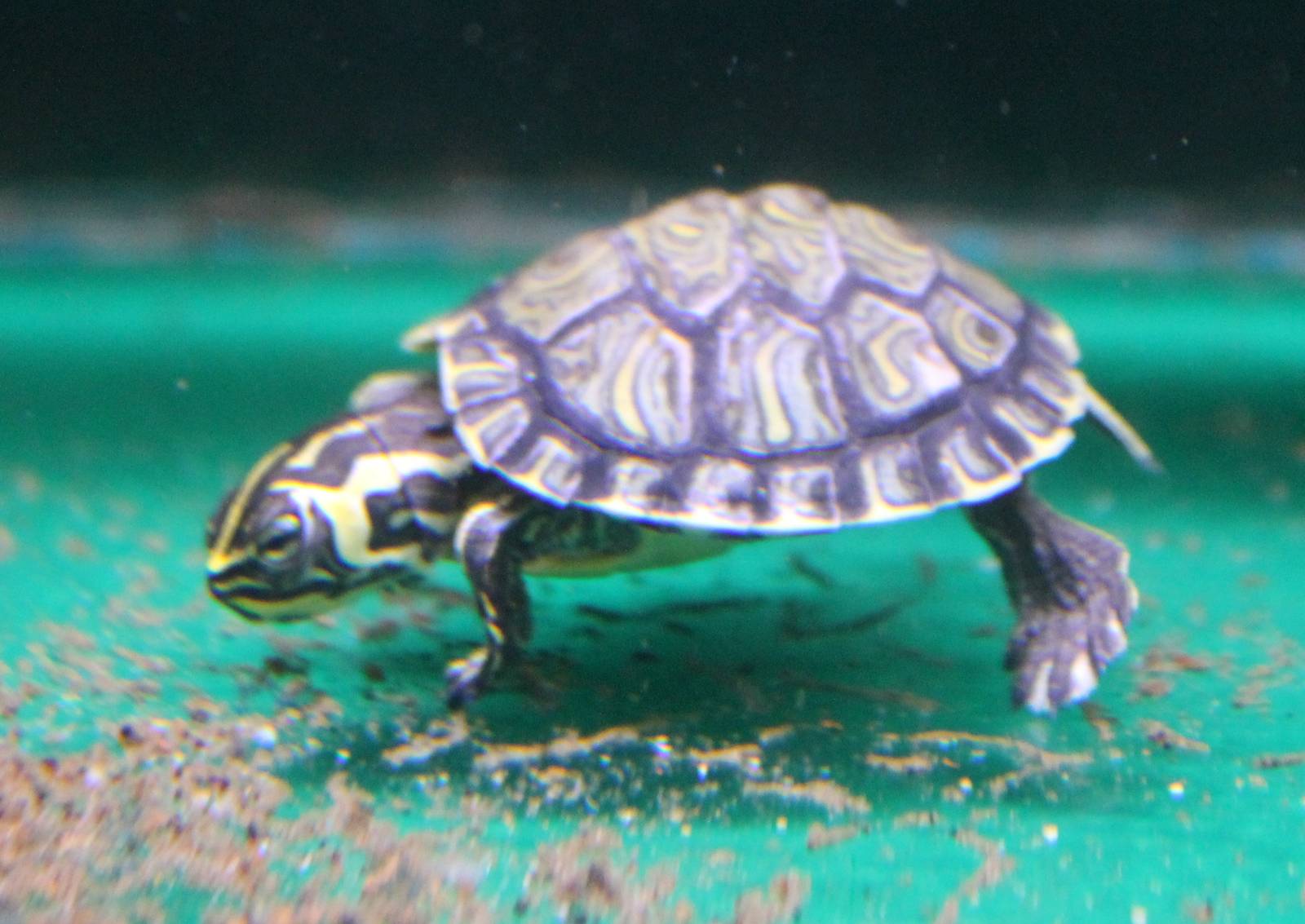 Baby Trachemys scripta scripta