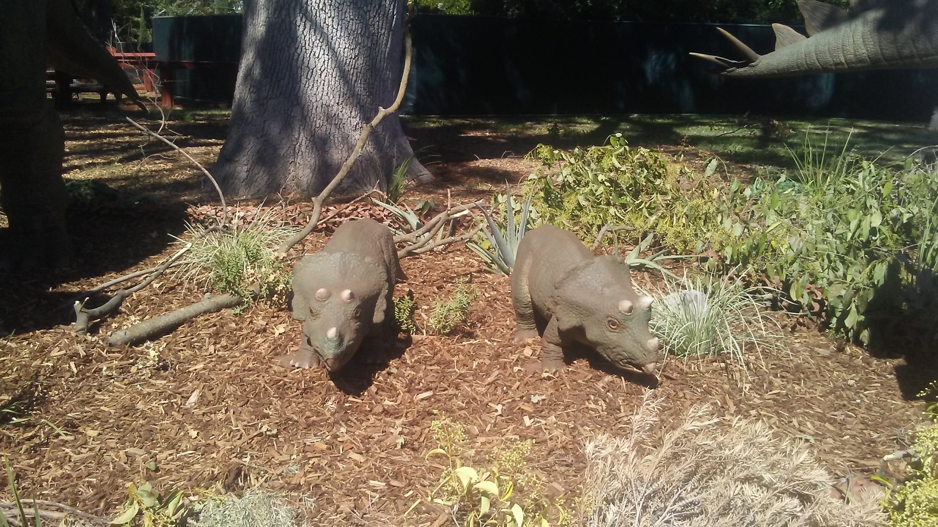 "Baby Triceratops" animatronics