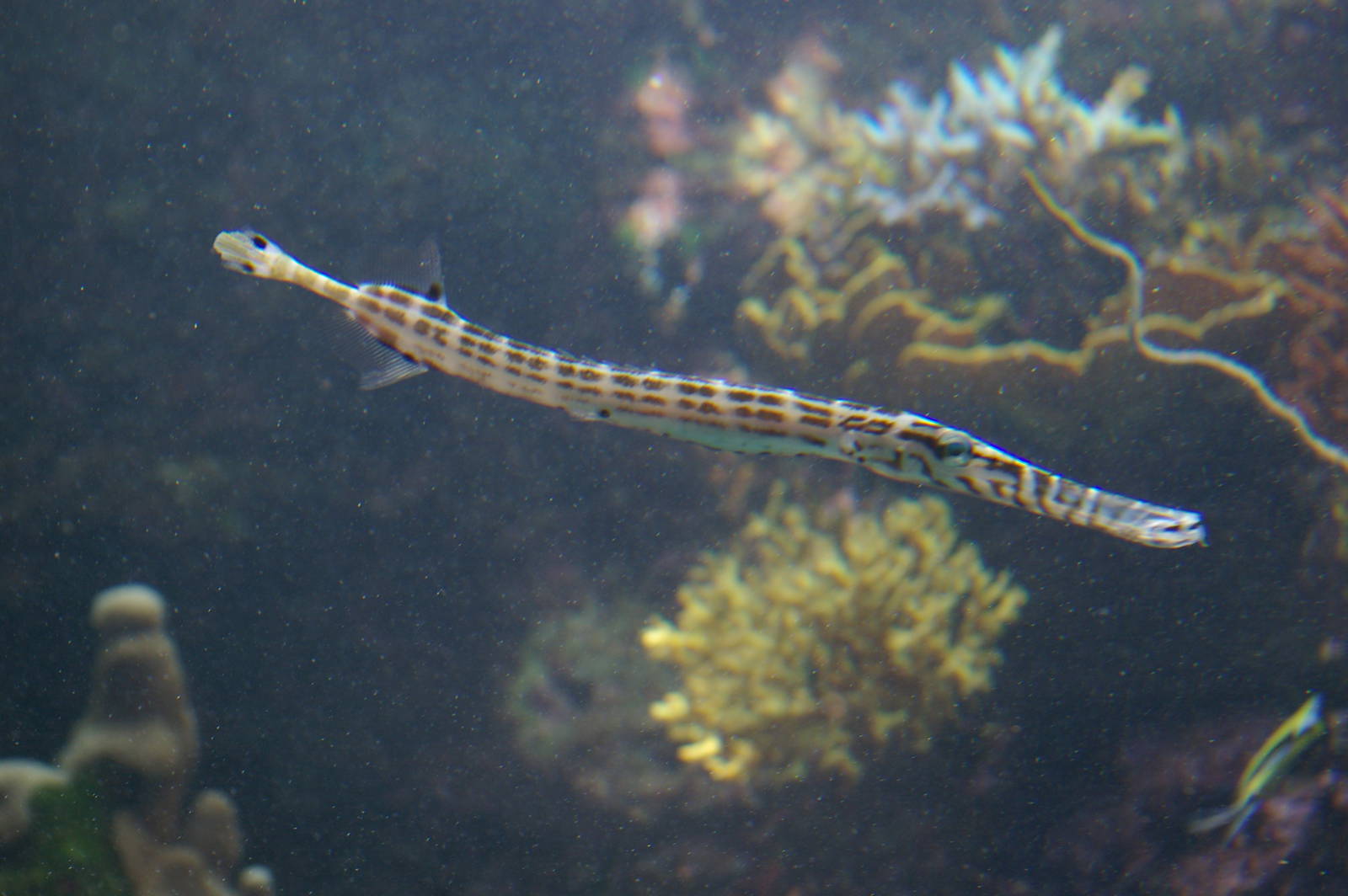 baby trumpetfish (Aulostomus)