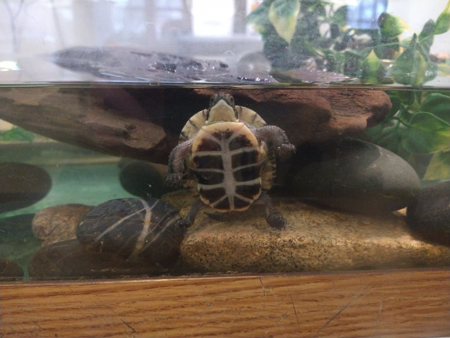 Baby turtle ID, Blading's?