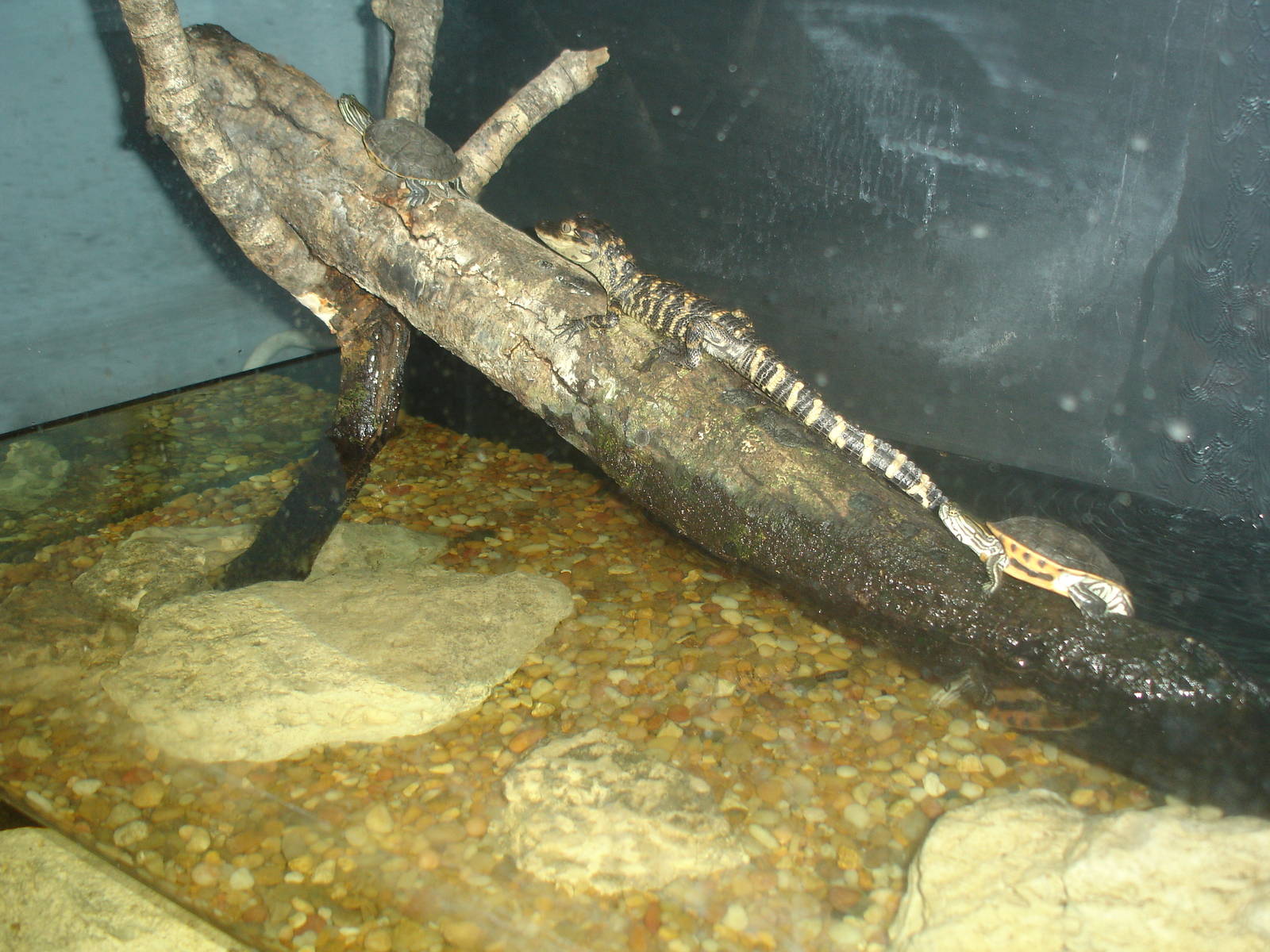 Baby Turtles, Crocodilians