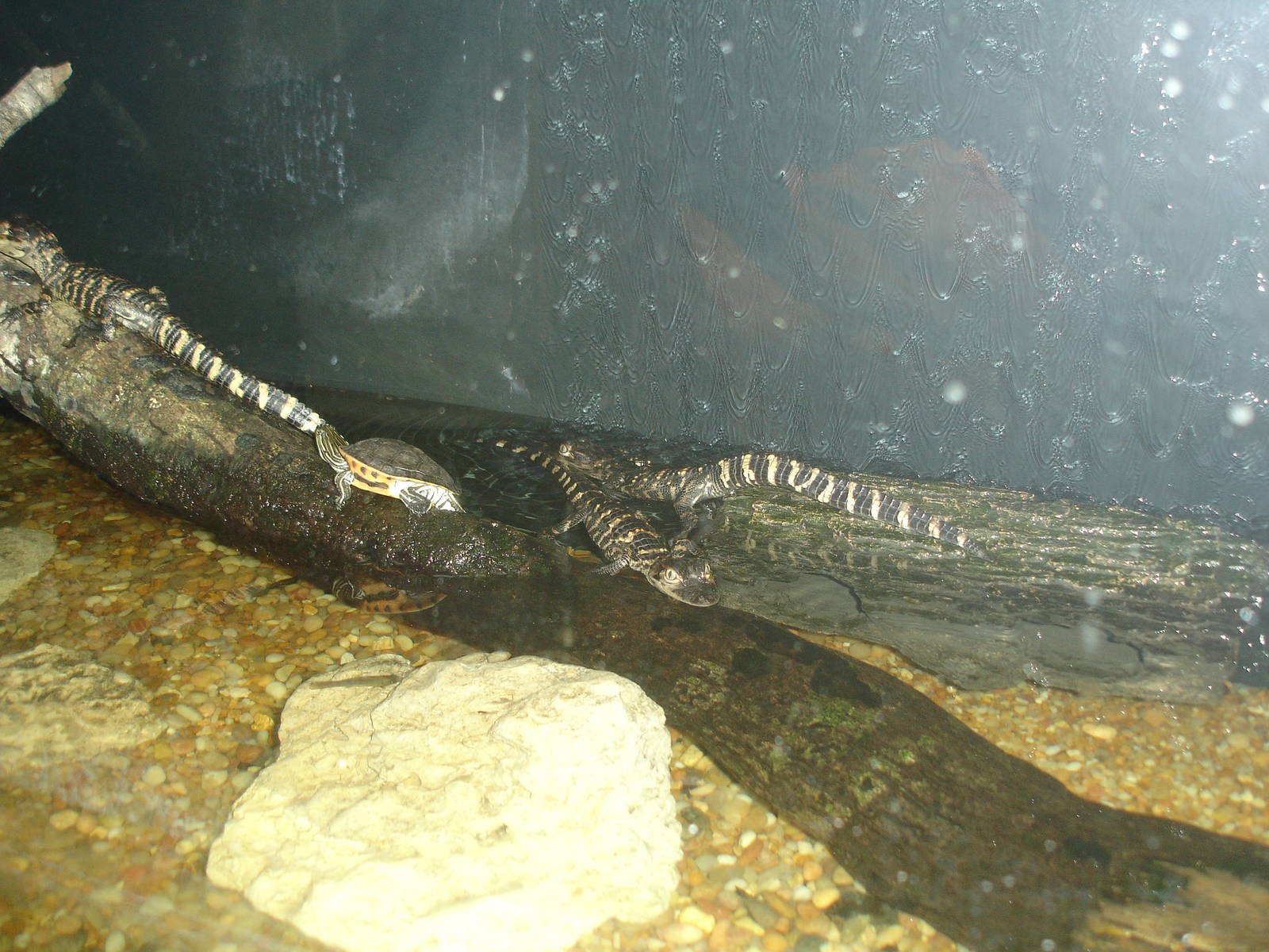 Baby Turtles, Crocodilians