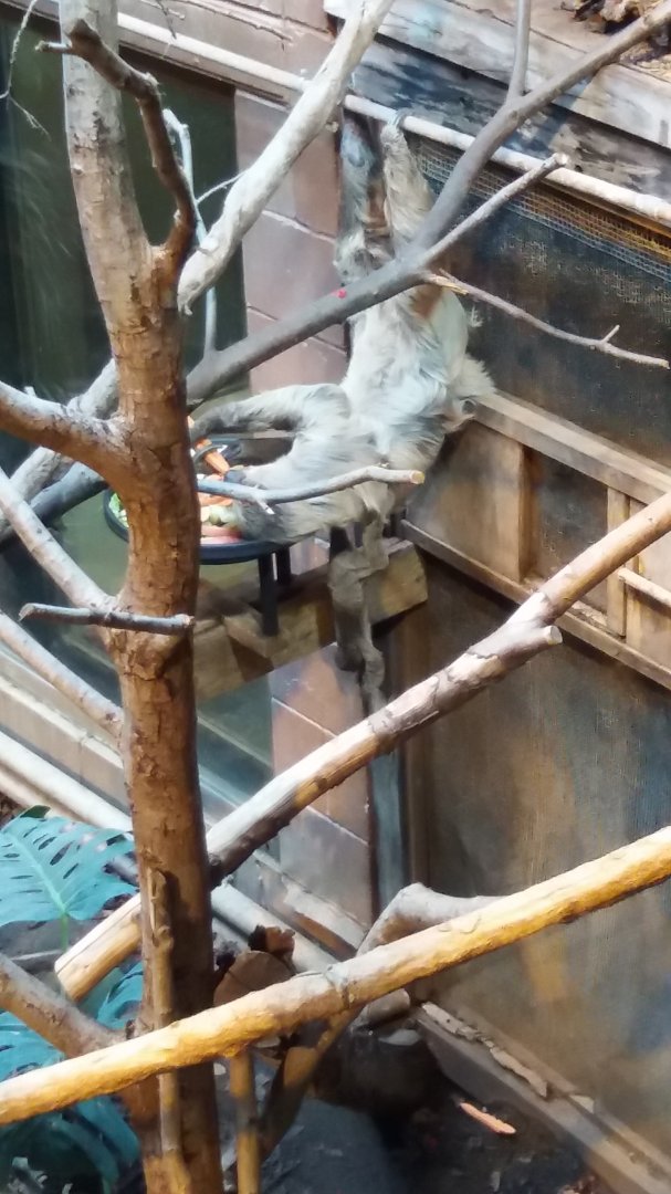 Baby Two-Toed Sloth 17/11/2016