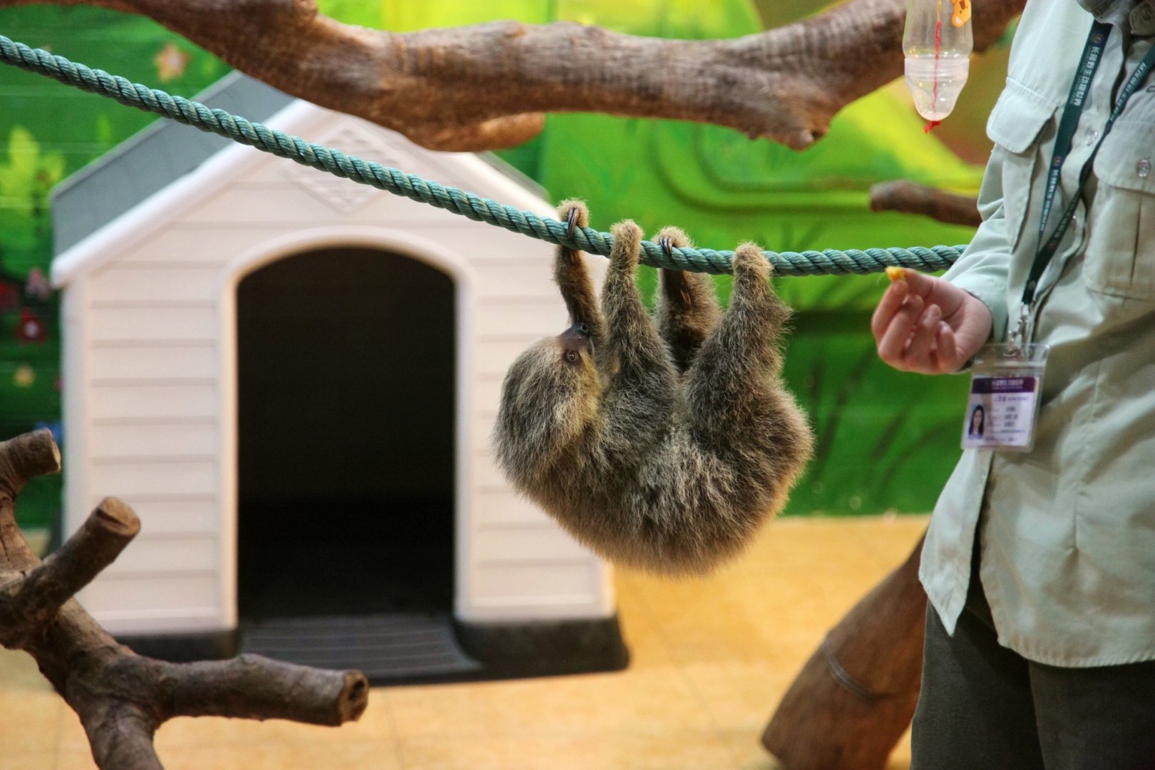 Baby two-toed sloth