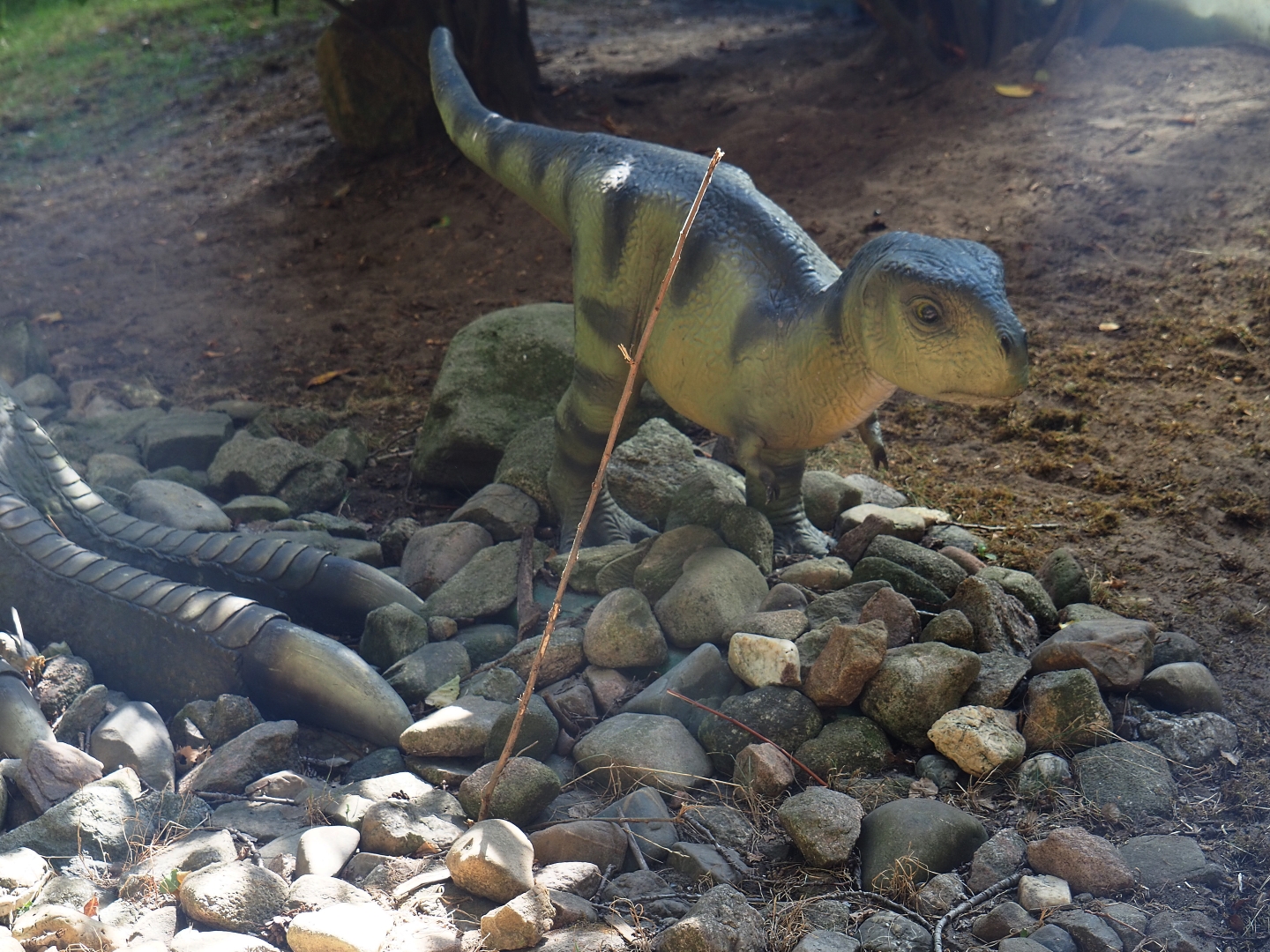 Baby Tyrannosaurus rex