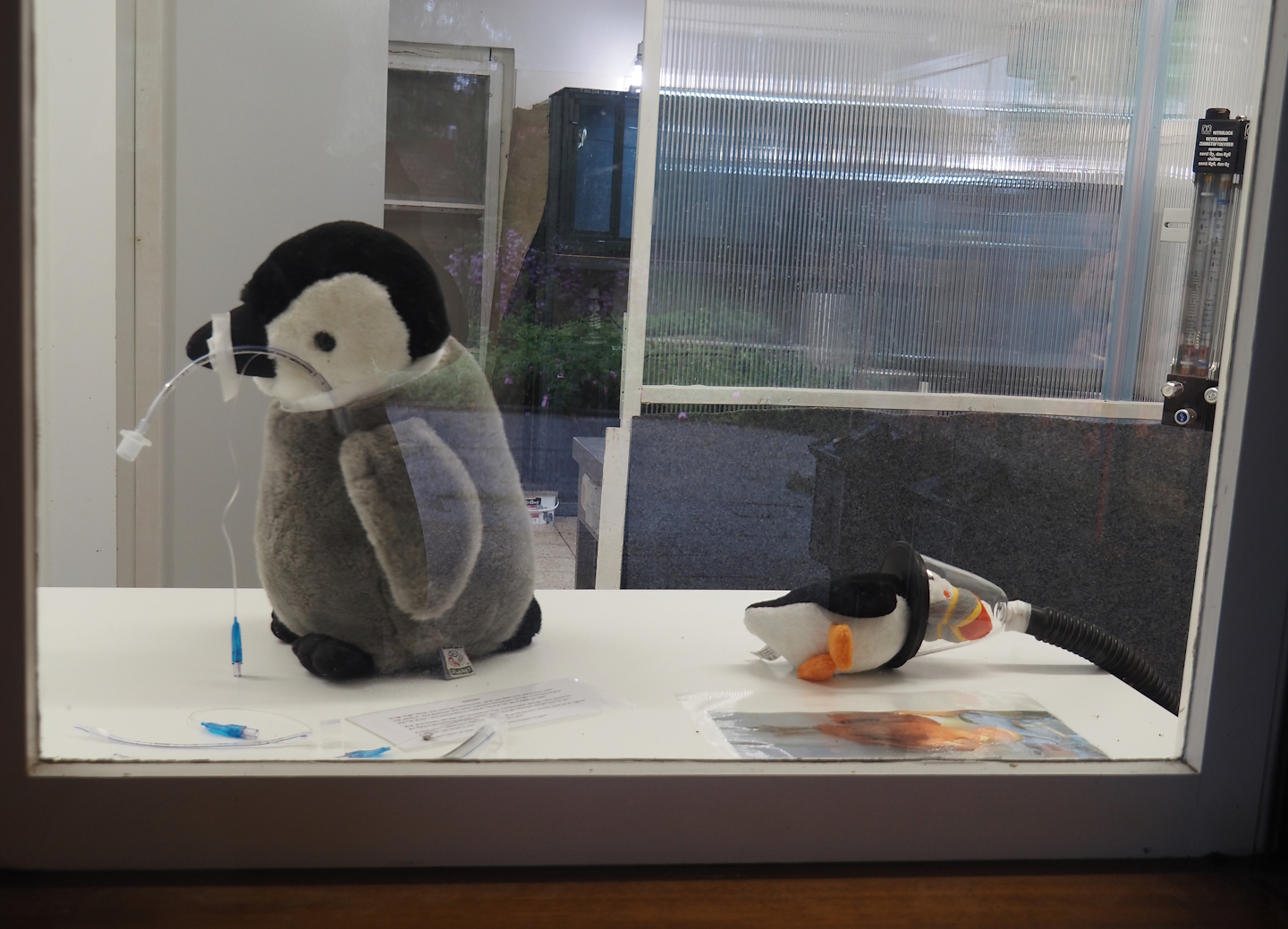 Baby -und Aufzuchtstation (Main nursery) - Demonstration of veterinary techniques on plushies, 2024-05-22