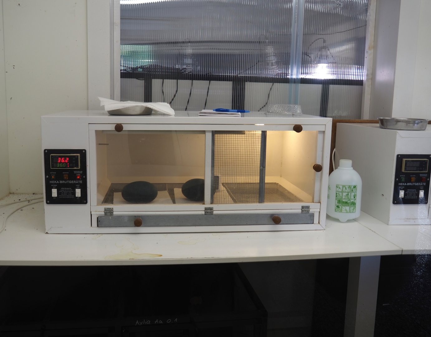 Baby -und Aufzuchtstation (Main nursery) - Medical and incubator room - Incubator with emu eggs, 2024-05-21