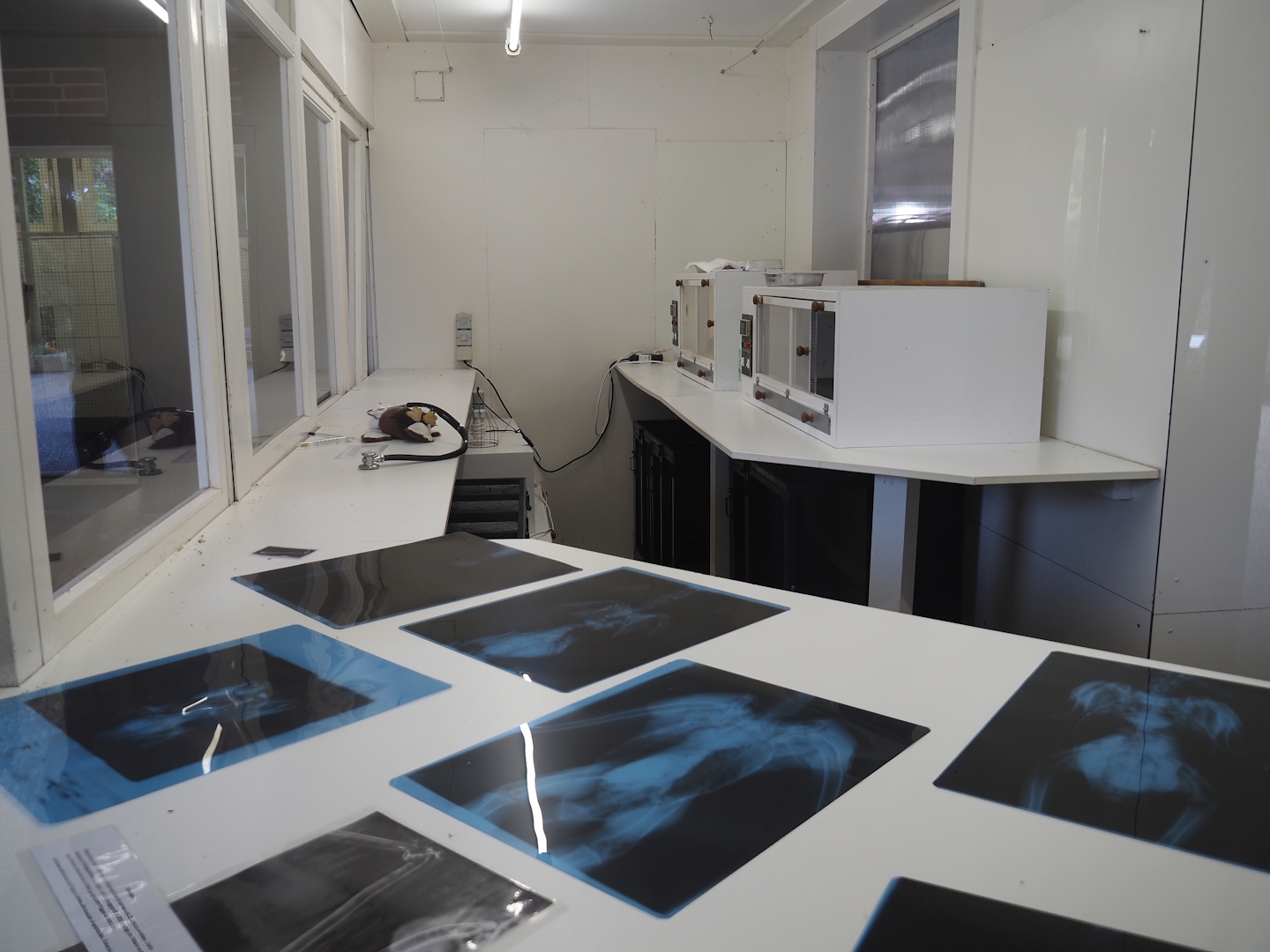 Baby -und Aufzuchtstation (Main nursery) - Medical and incubator room, with display of bird X-rays, 2024-05-21