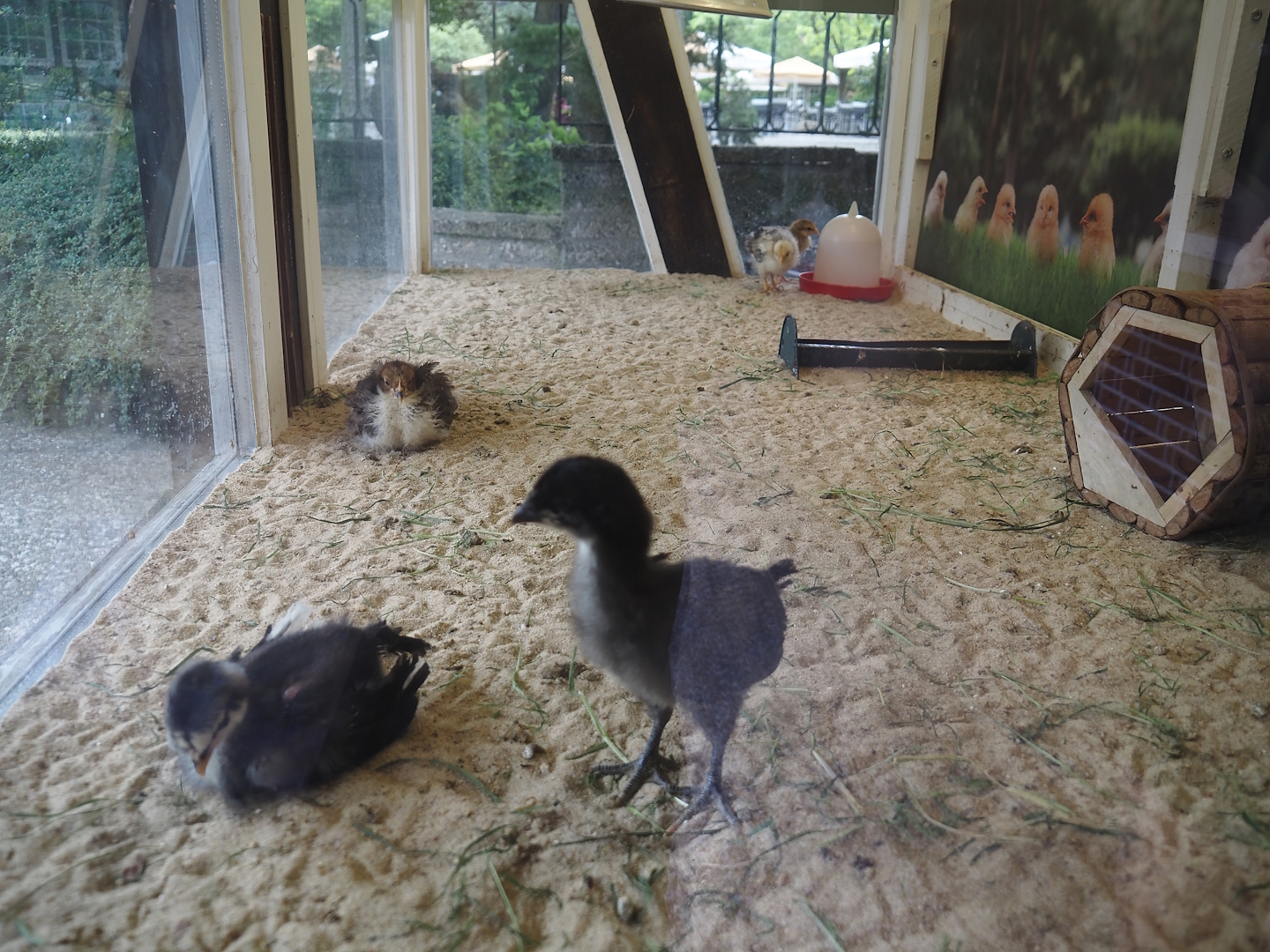 Baby - und Aufzuchtstation (Main nursery) - Raising exhibit for galliformes, with domestic chickens, 2024-05-21