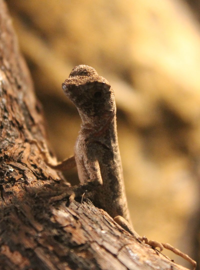 Baby Uranoscodon superciliosus