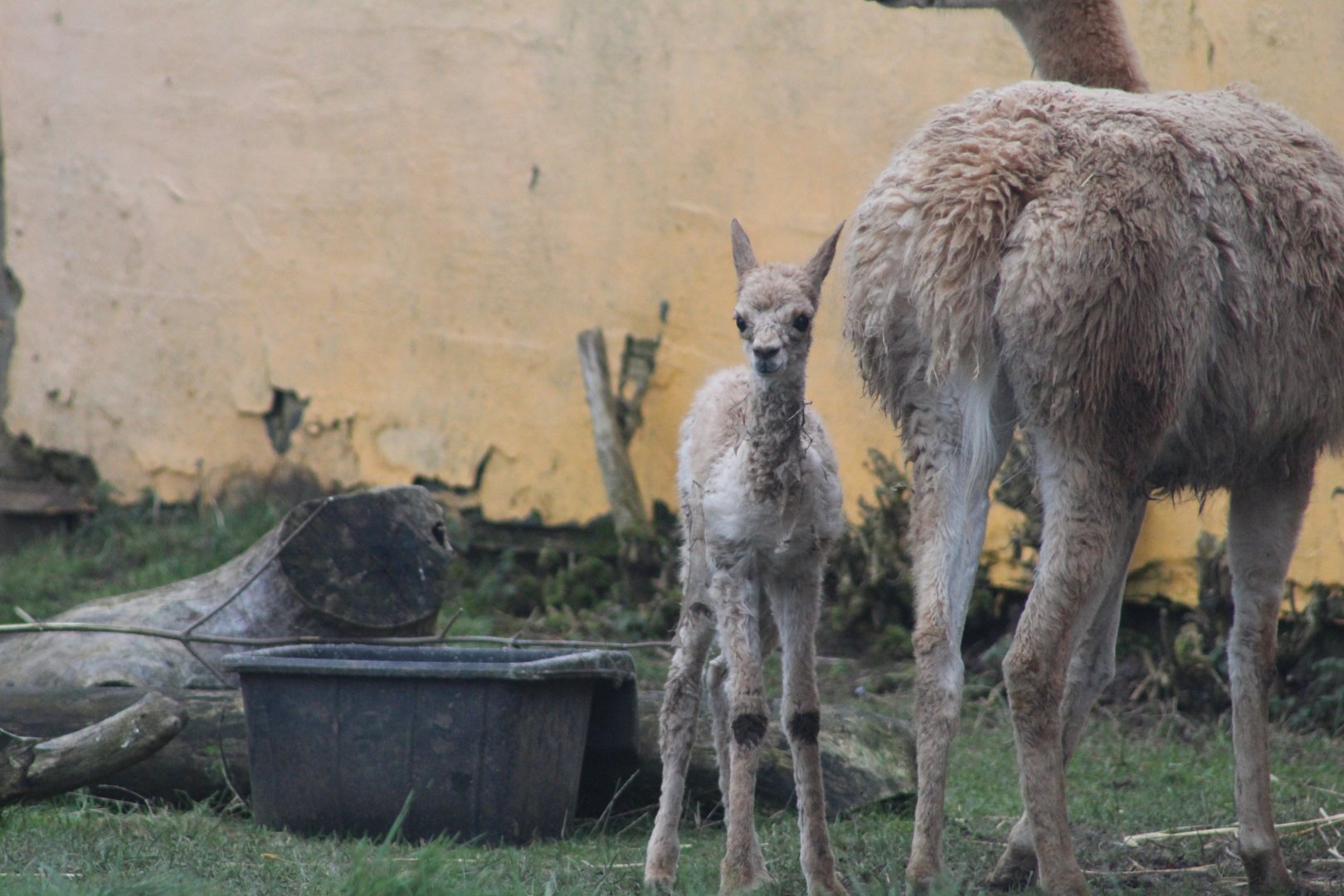Baby Vicuña (Lama vicugna)