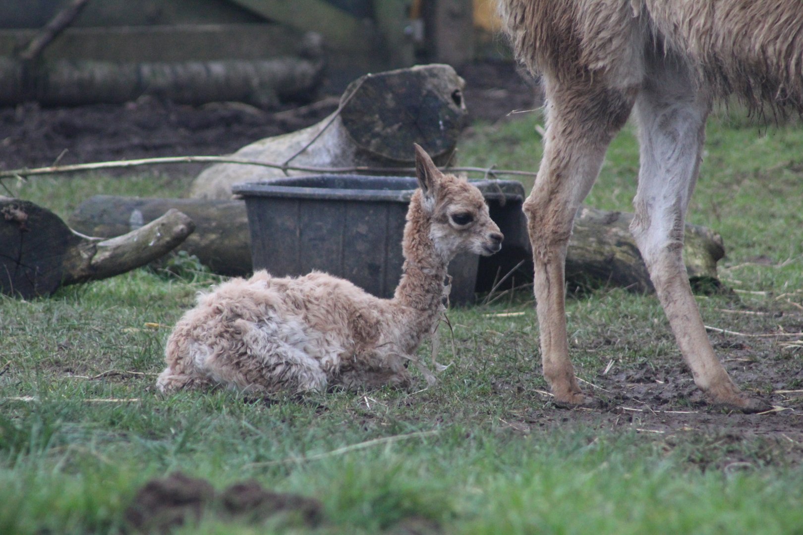 Baby Vicuña (Lama vicugna)