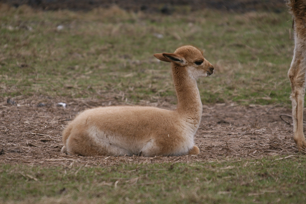 Baby Vicuna