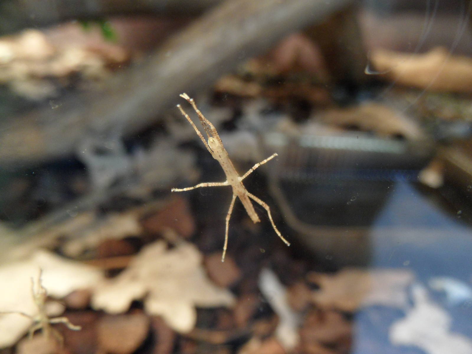 Baby walking stick