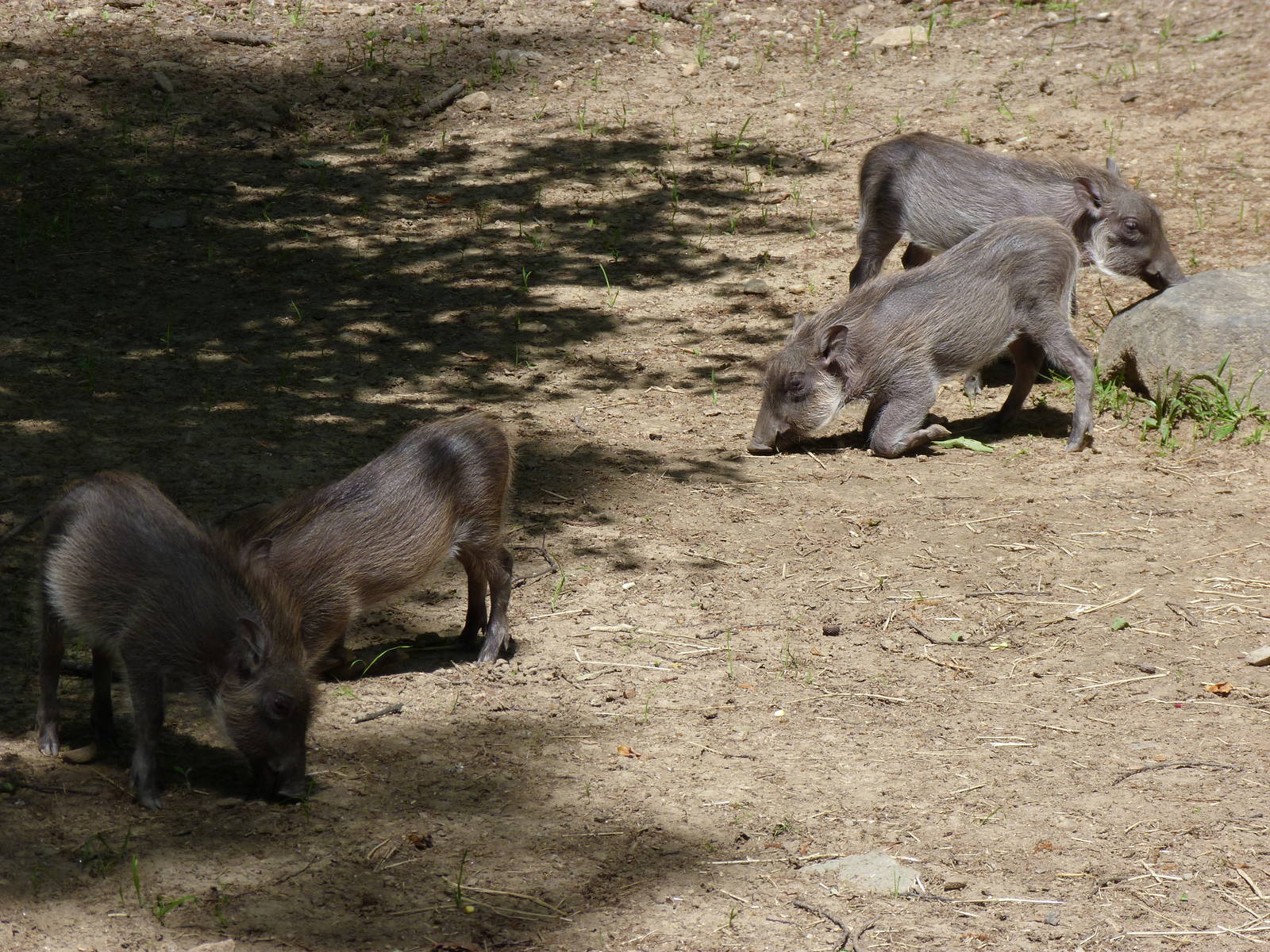 Baby Warthogs (African Journey), 5-12-12