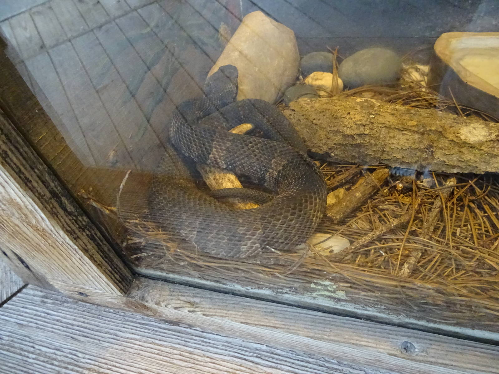 Baby Water Moccasin at Gatorland