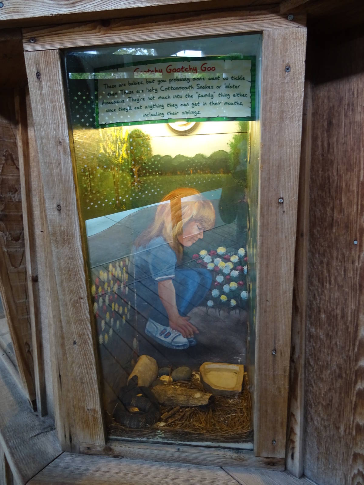 Baby Water Moccasin Exhibit at Gatorland