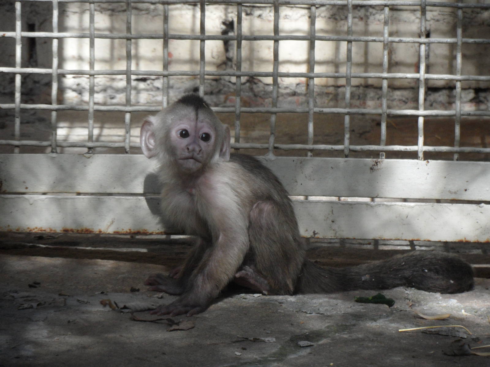 Baby weeper capuchin