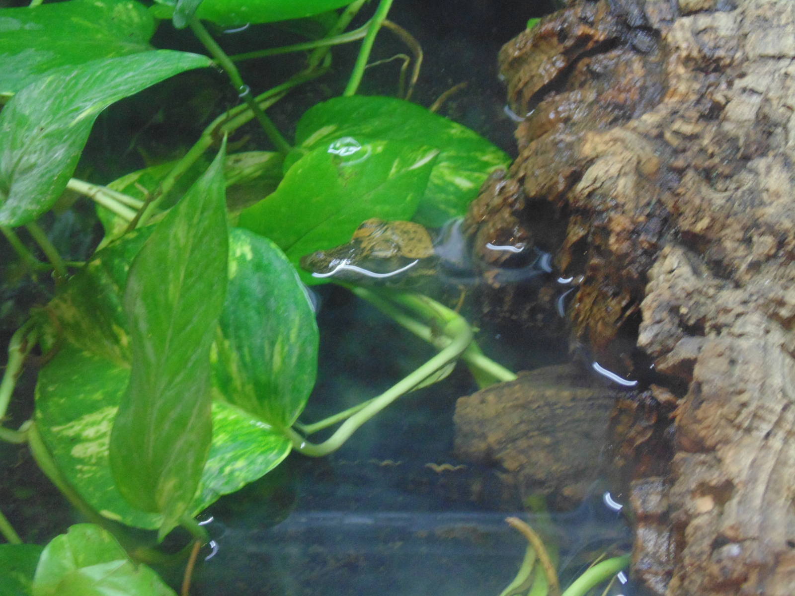 Baby West African Dwarf Crocs Born on Aug 23 2013