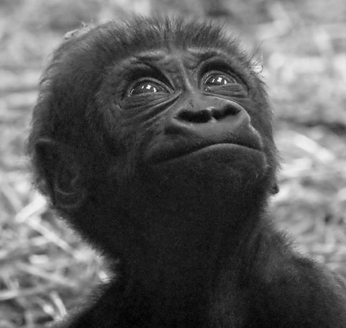 Baby west lowland gorilla