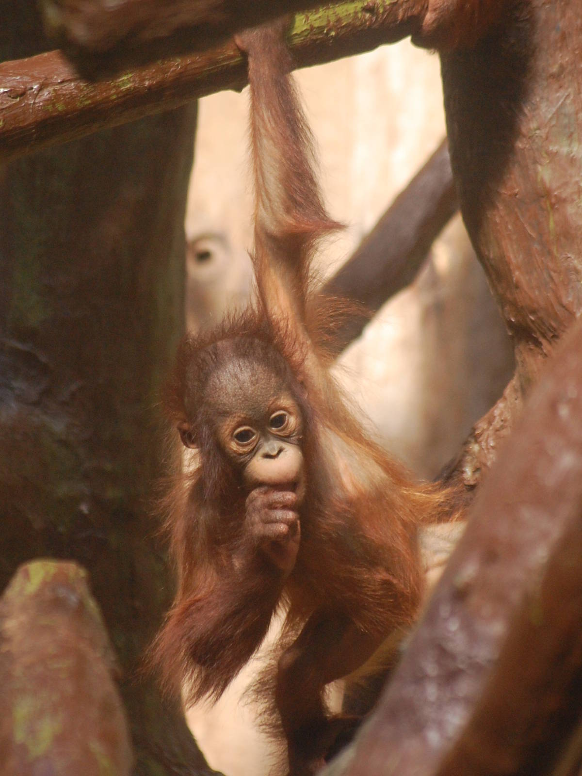 Baby Western bornean orangutan