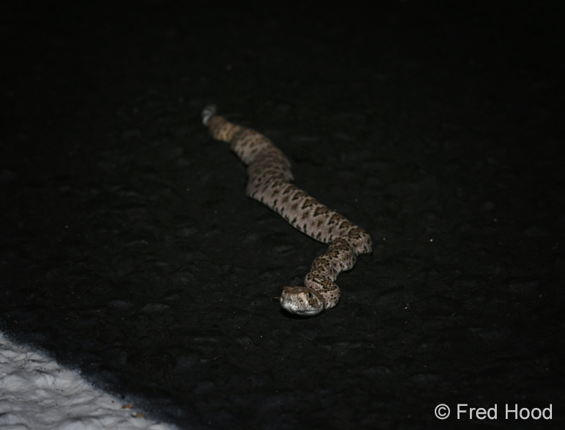 baby western diamondback