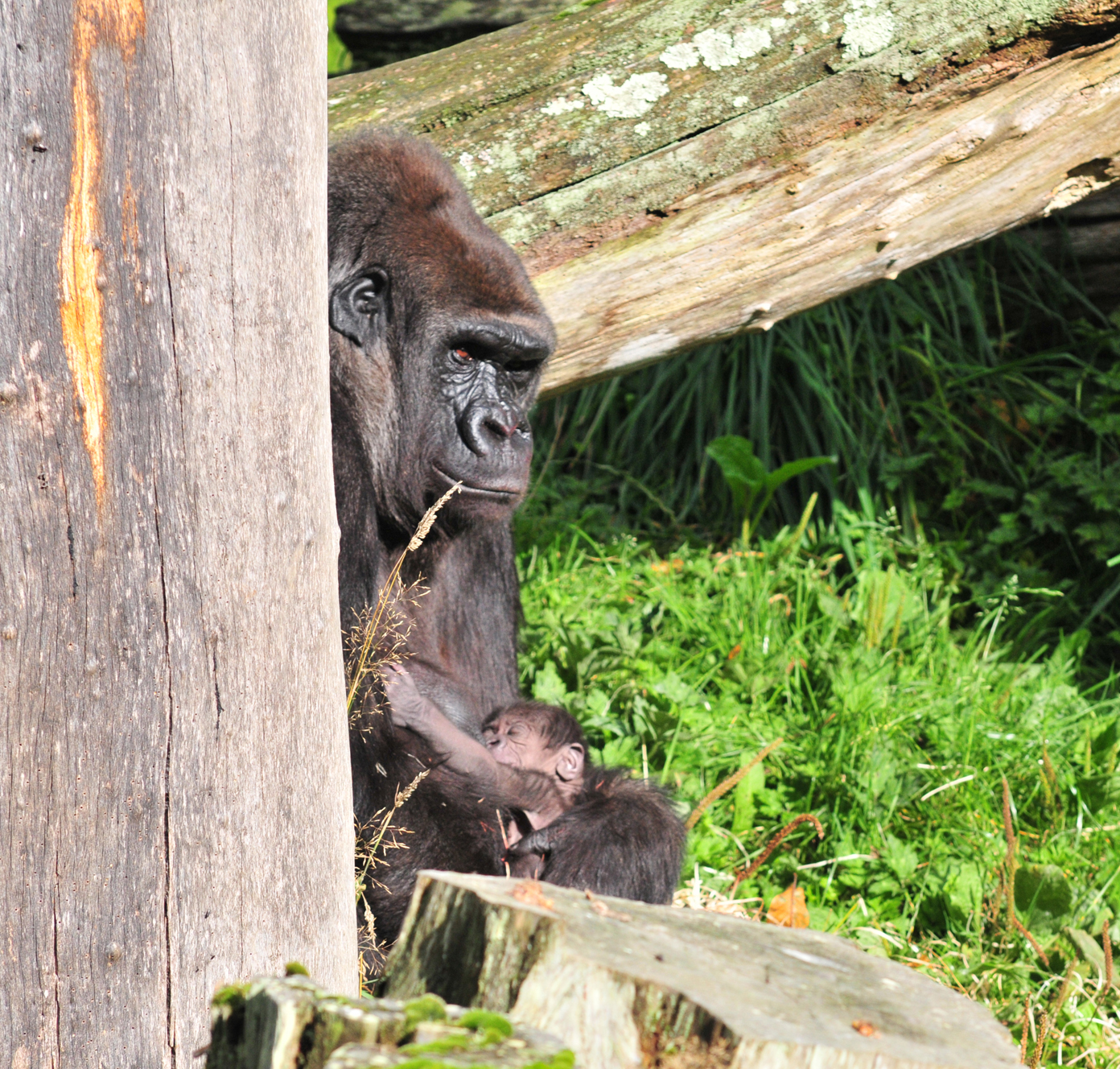 Baby Western lowland gorilla born 27/09/2012!