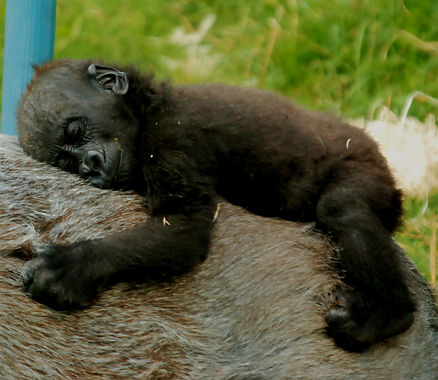 BABY WESTERN LOWLAND GORILLA