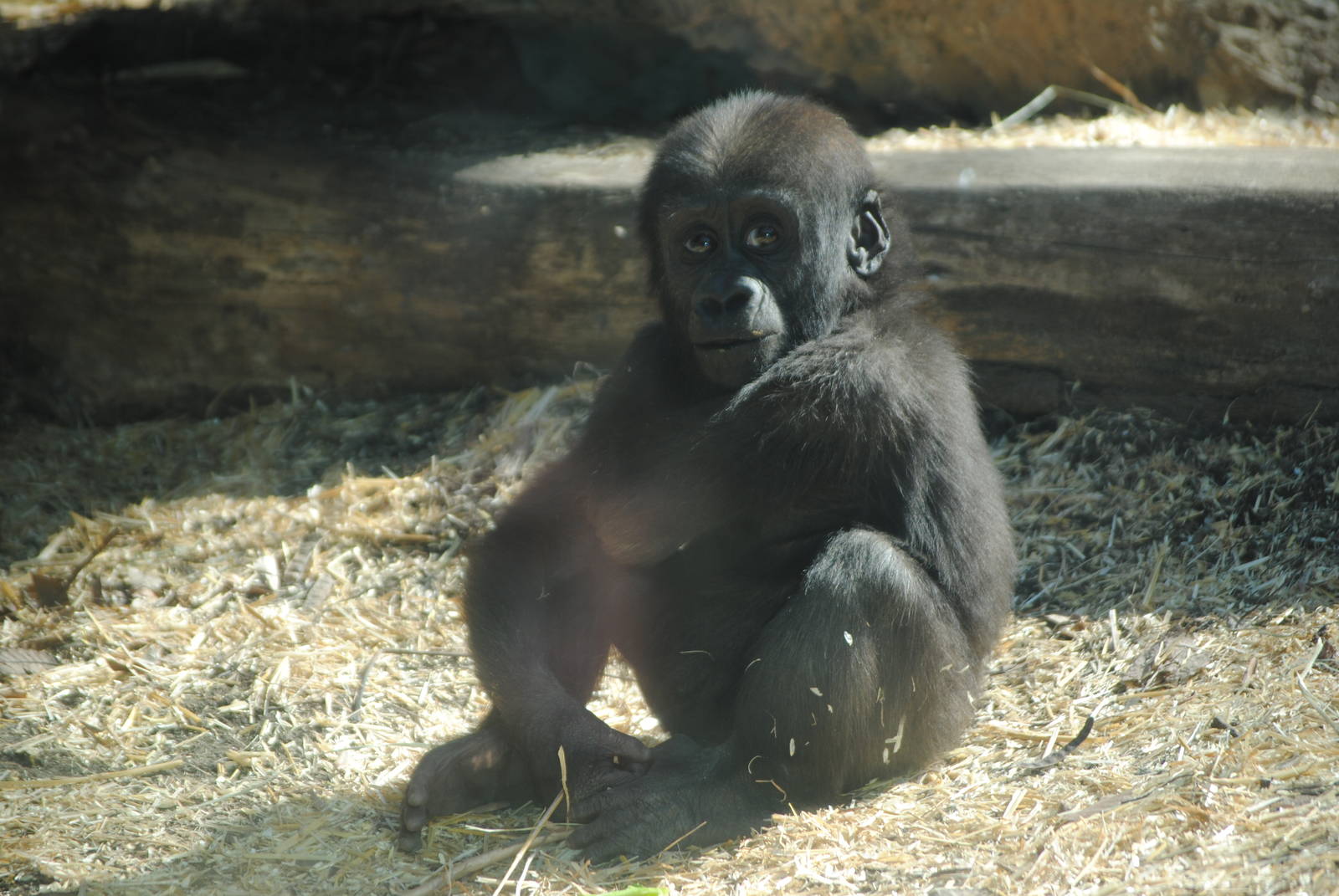 Baby Western Lowland Gorilla