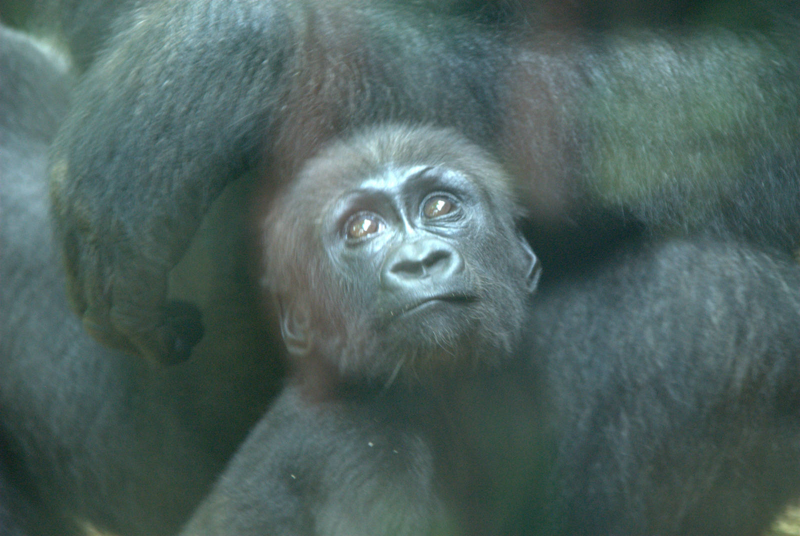 Baby Western Lowland Gorilla