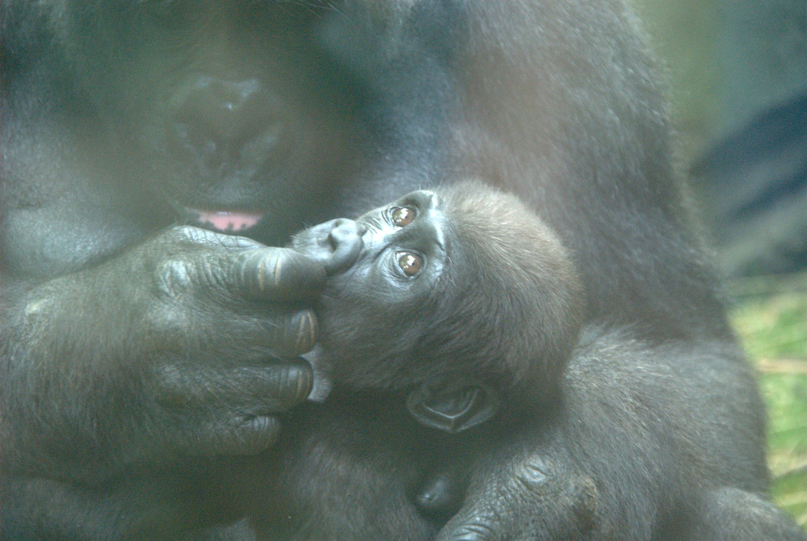 Baby Western Lowland Gorilla
