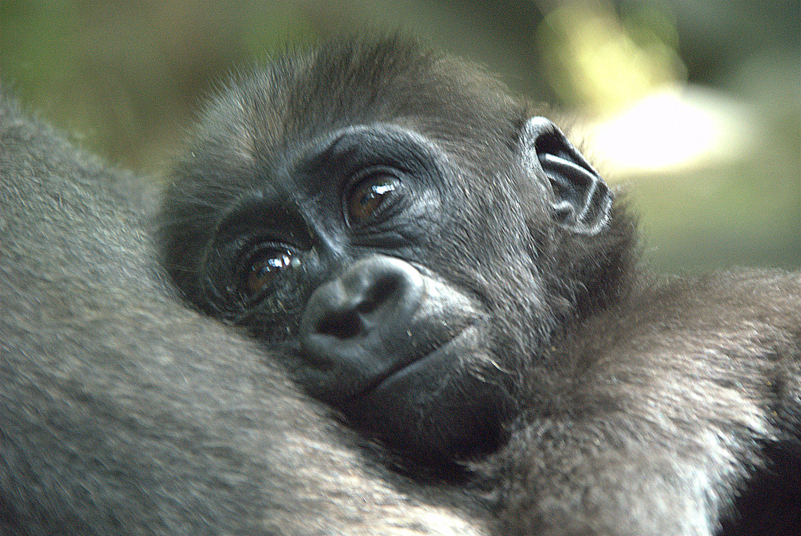 Baby Western Lowland Gorilla