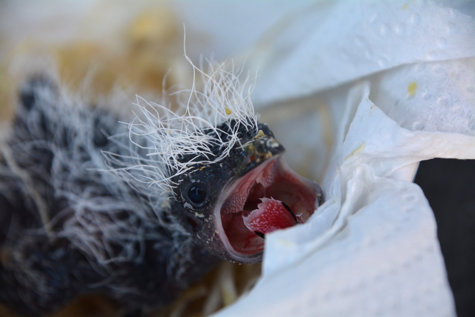 Baby white-browed coucal (Centropus superciliosus)