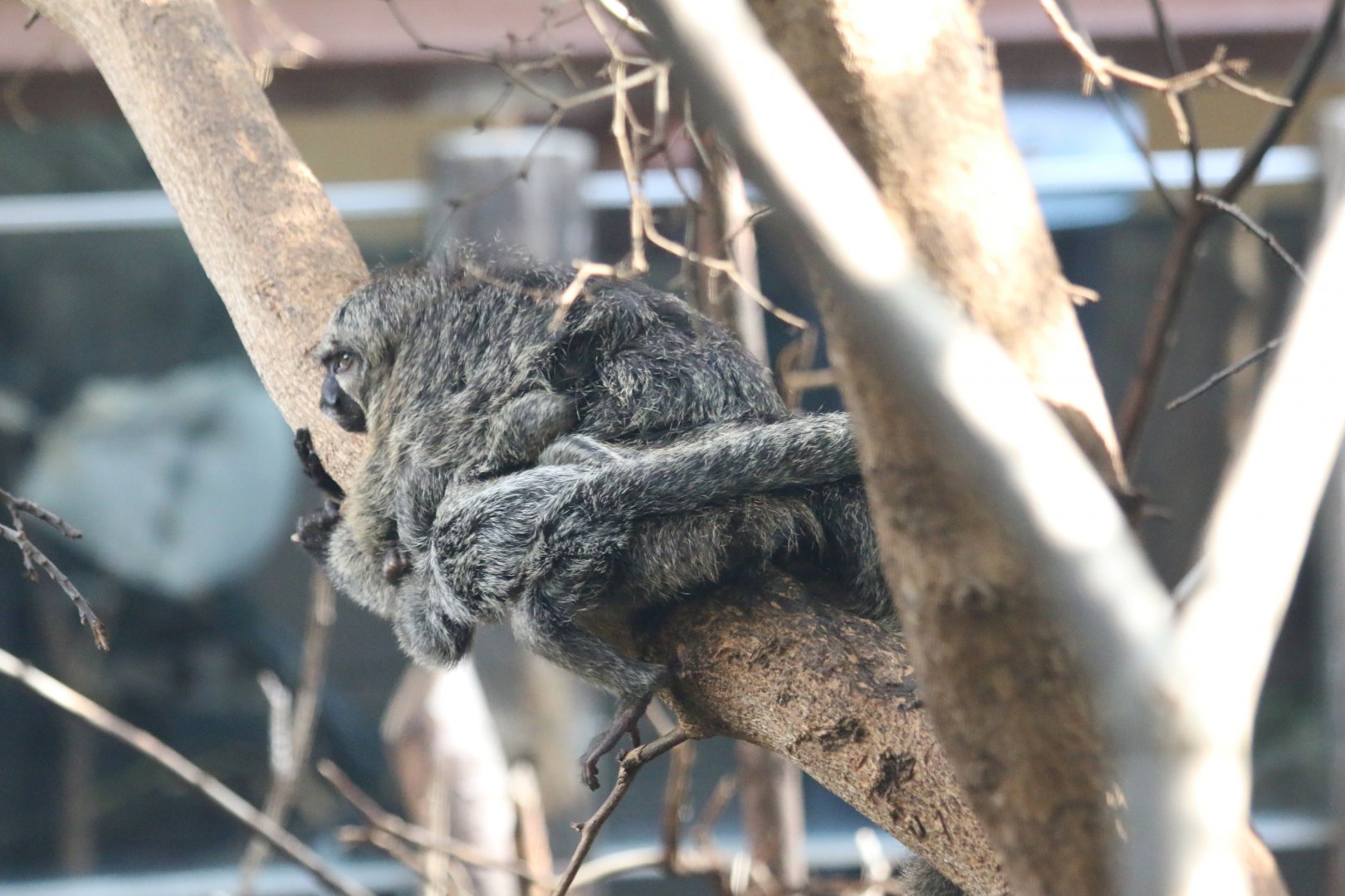 Baby White-facaed Saki Monkey clinging tightly to its mother