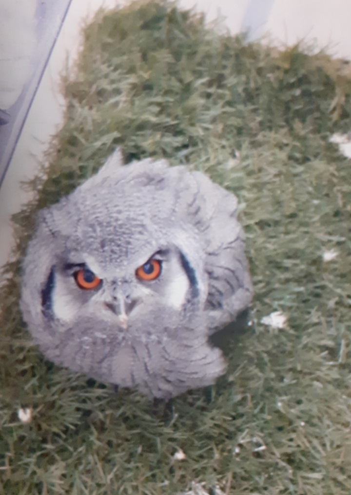 Baby white faced owl