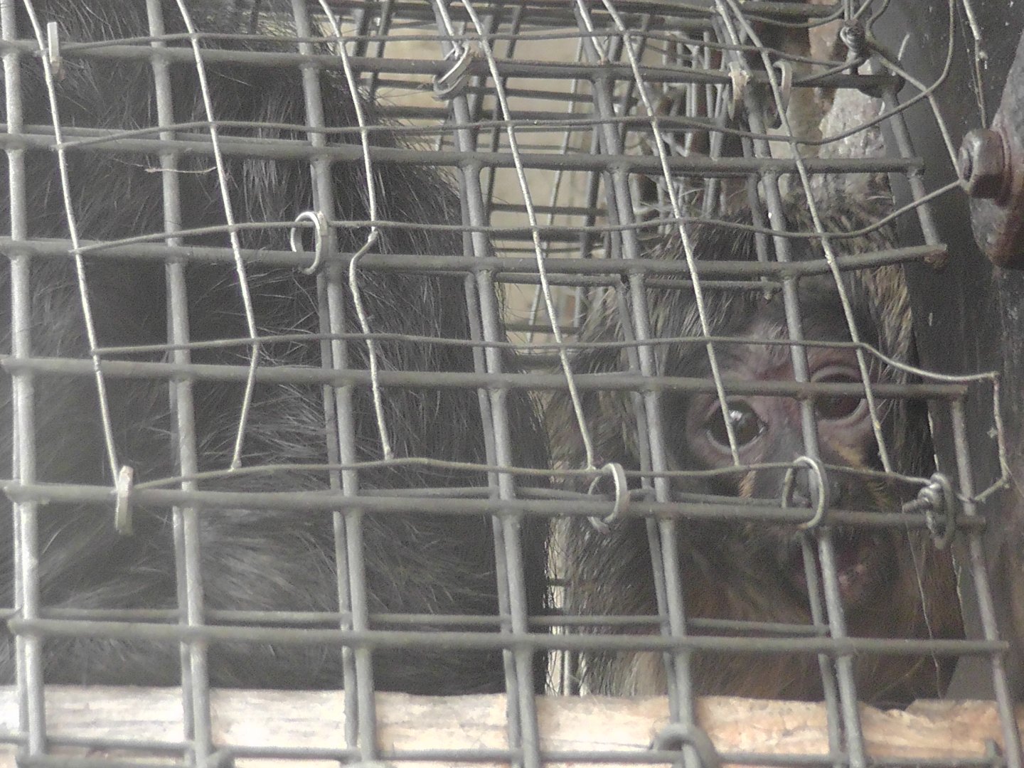 Baby White faced Saki monkey