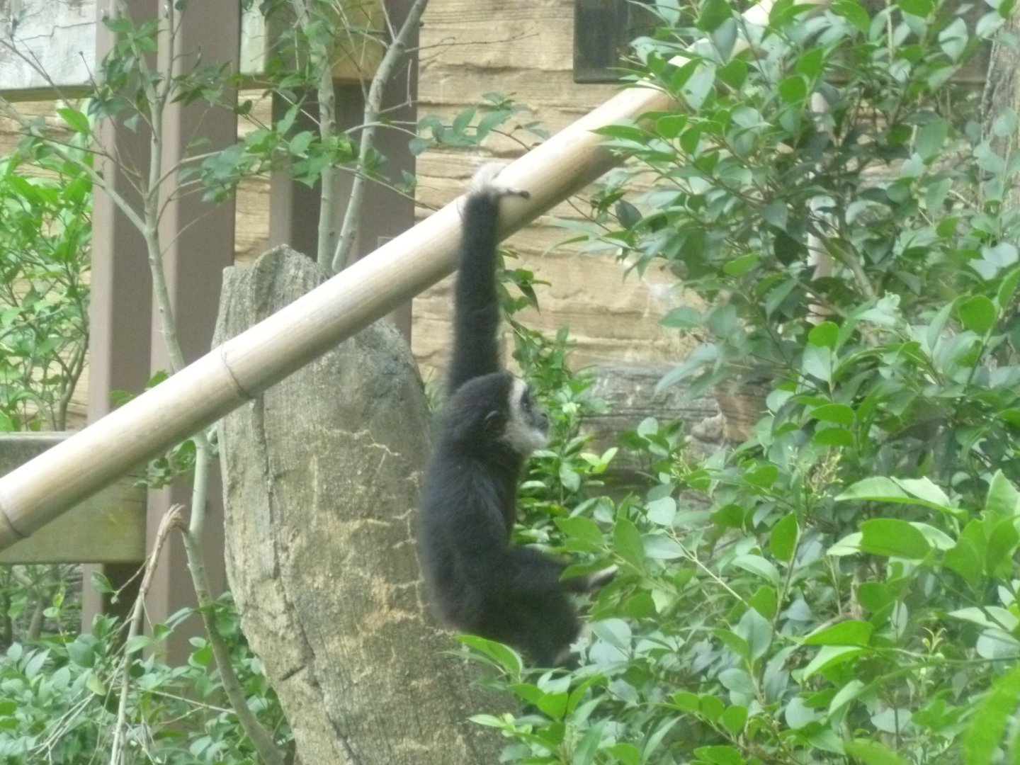 Baby (white-handed) gibbon