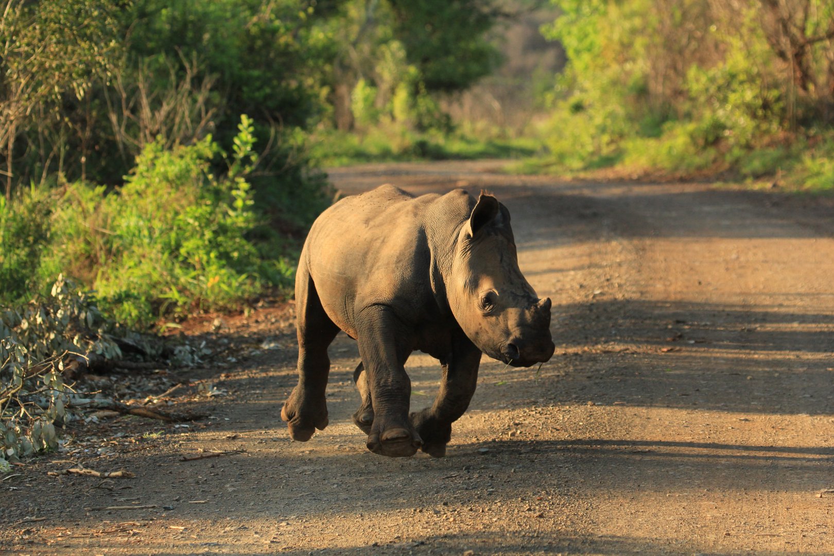 Baby white rhino (September 2012)